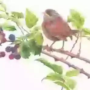 Wren, Berries And Brambles